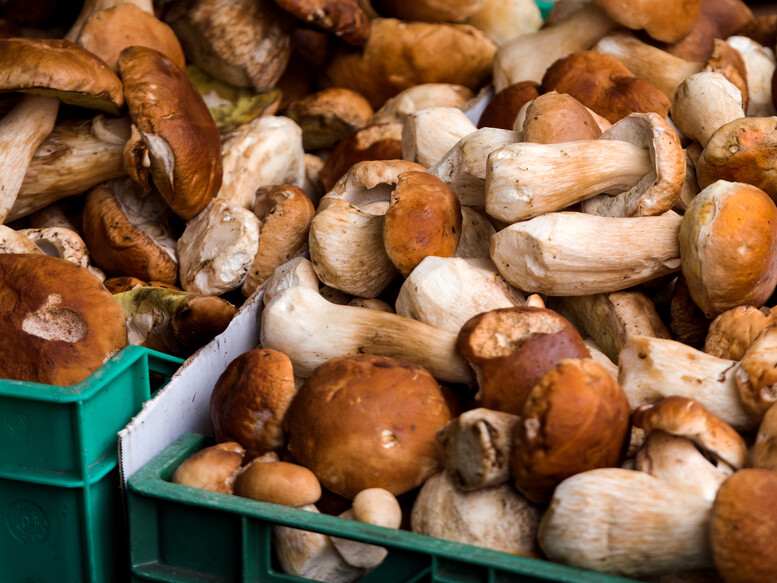 Jak mrozić podgrzybki? Czy można to robić?