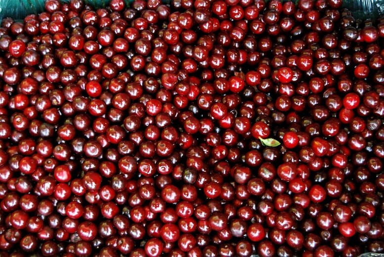 Wiśnie a czereśnie – jak odróżnić je od siebie?