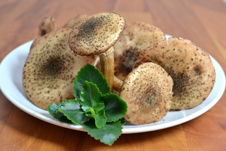 Co zrobić z opieniek – mrożonych lub świeżych?