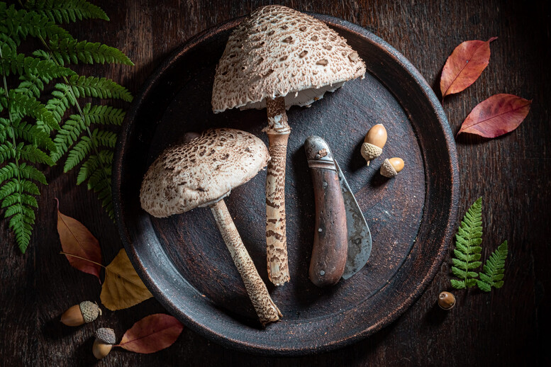 Co zrobić z kani na zimę? Jak przechowywać? Jak długo?