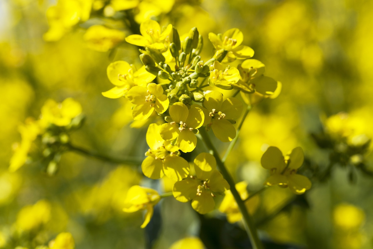 Gorczyca z Kanady – mroźny smak natury