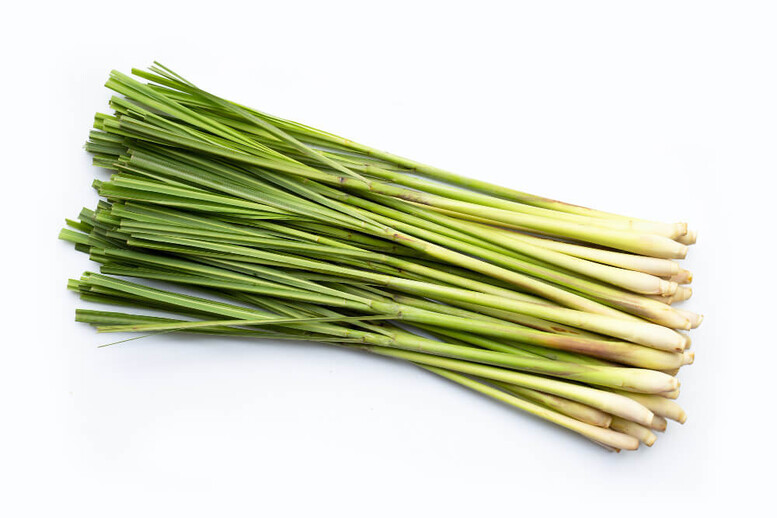 Czym zastąpić trawę cytrynową? Co zamiast niej?