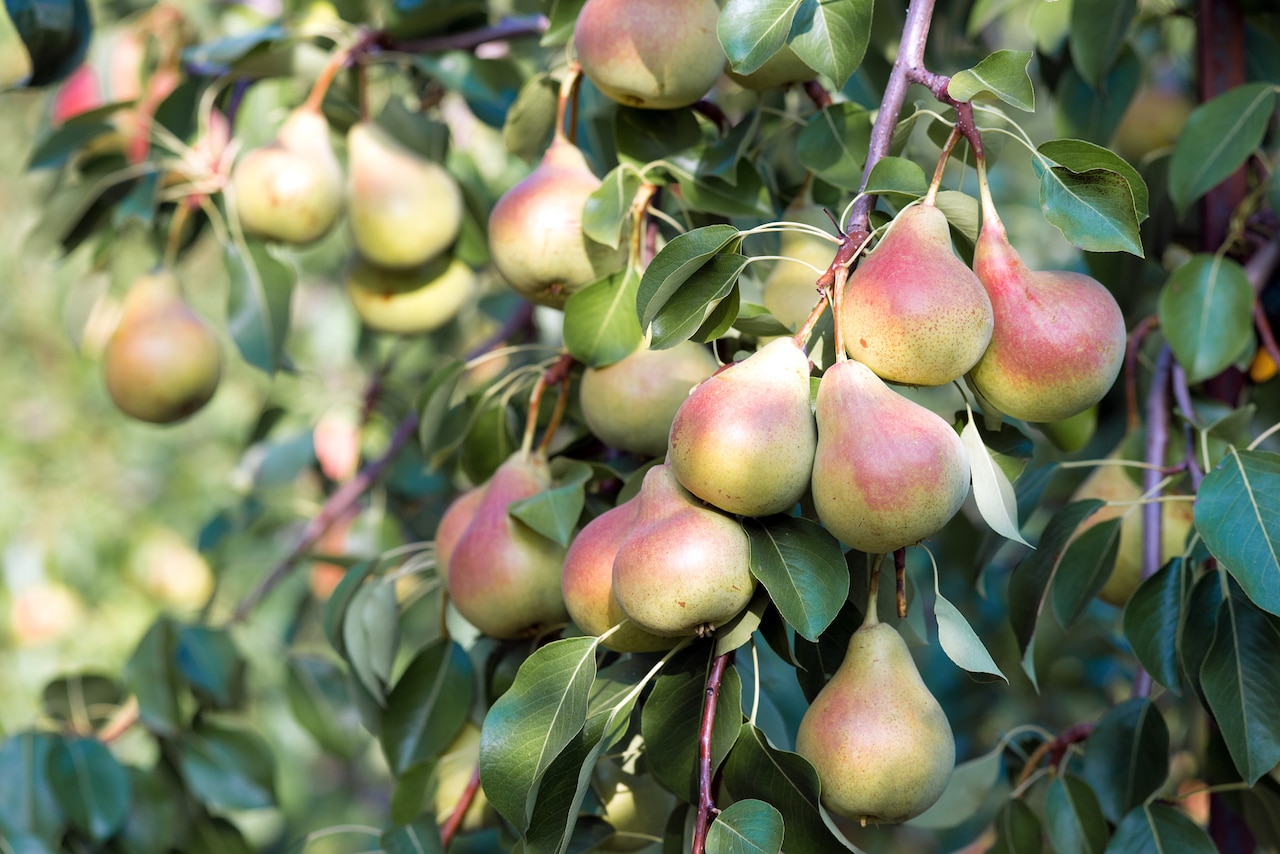 Gruszka - z antycznych ogrodów do polskich sadów