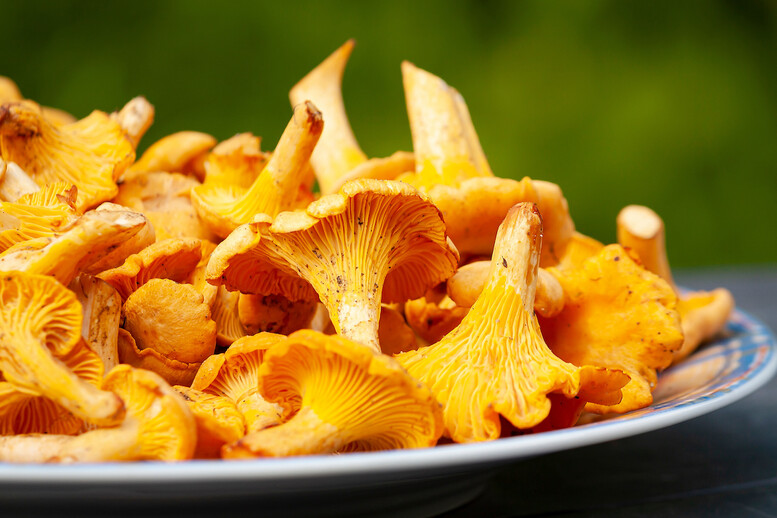 Jak przechowywać kurki – w lodówce czy poza nią?