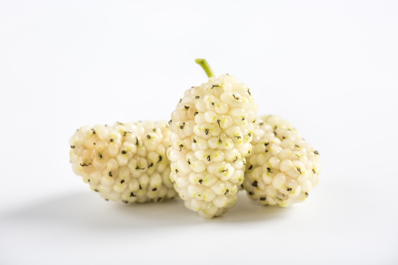 Morwa biała – słodki sposób na zdrowie