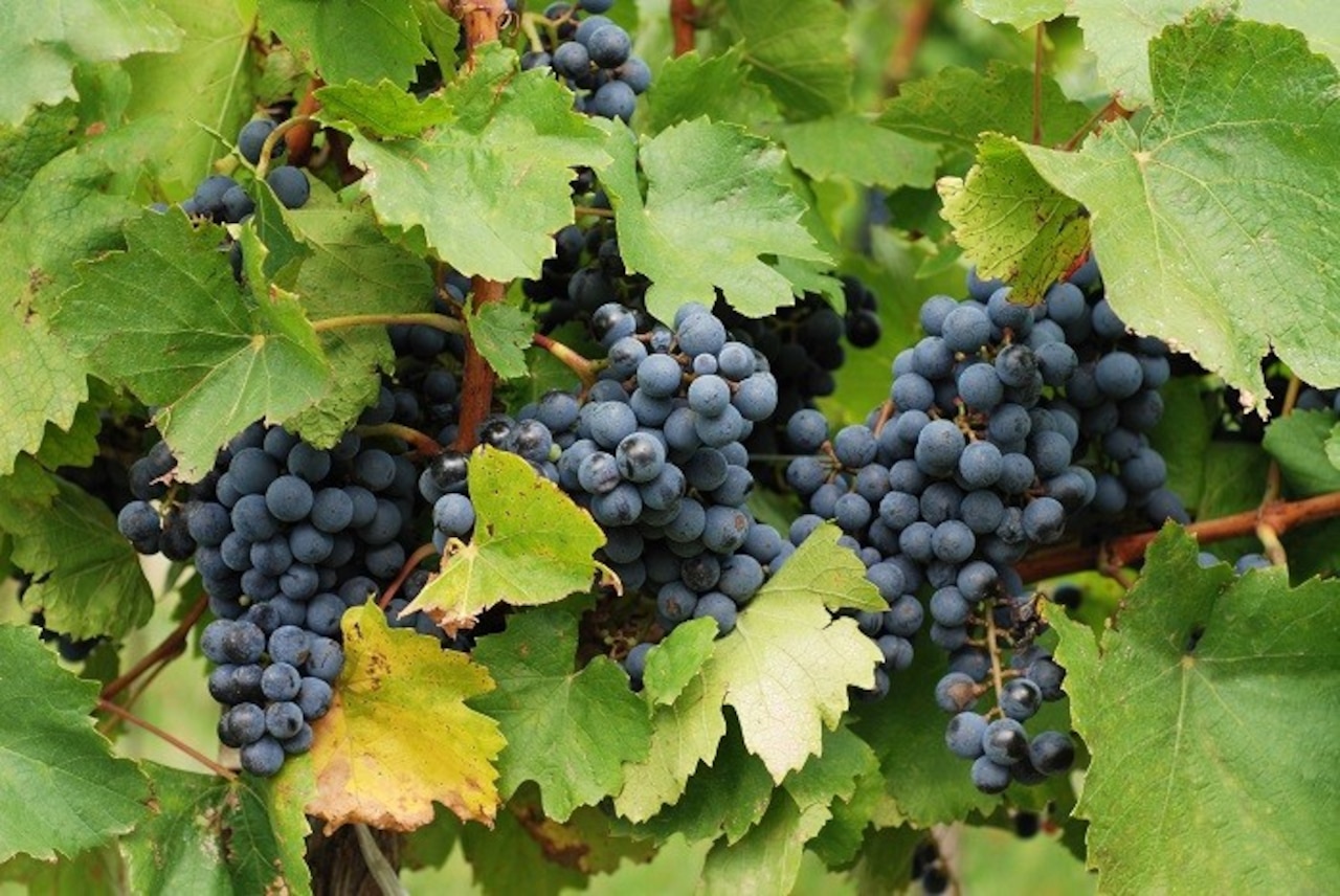 Wino w kuchni, czyli napój bogów do marynat, sosów i mięs