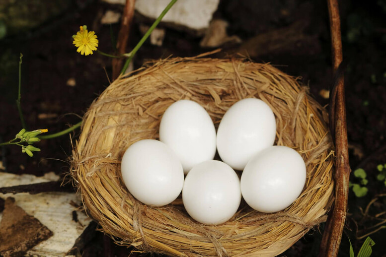Czy jaja bażanta można jeść? Czy są jadalne?