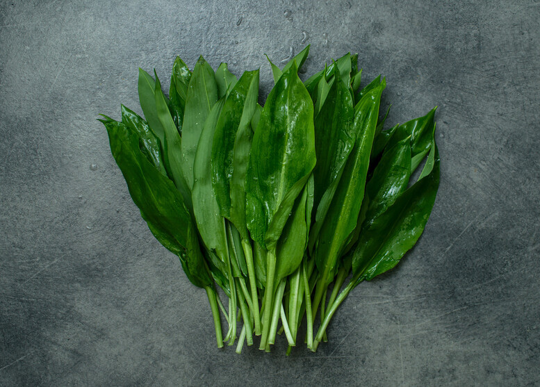 Jak zakonserwować czosnek niedźwiedzi na zimę?