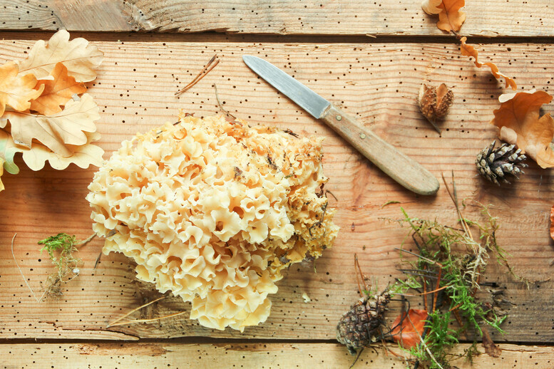 Jak przyrządzić kozią brodę? Jak wyczyścić i jak długo gotować szmaciaka?