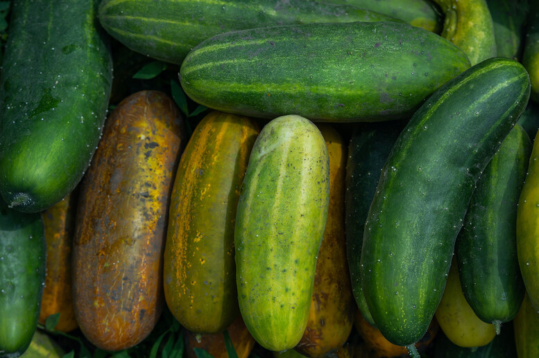 Co zrobić z przerośniętych ogórków na zimę?