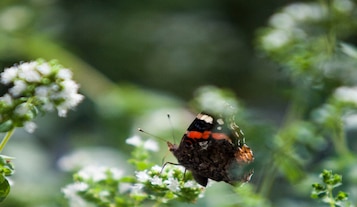 Naturalna ochrona roślin