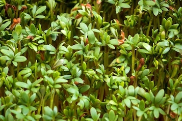Wiosenna rzeżucha
