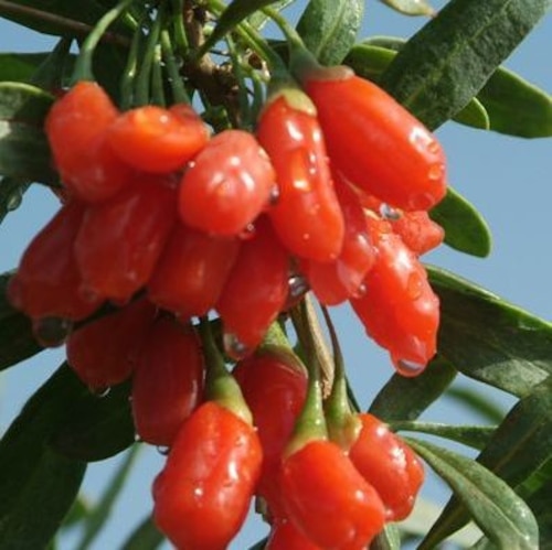 Jagody GOJI z mlekiem i płatkami