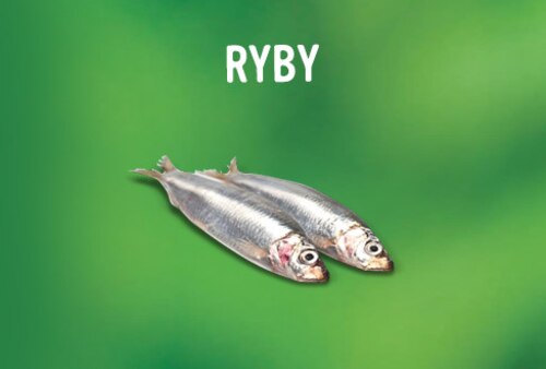 Przepis na jajka faszerowane rybą wędzoną jajka faszerowane rybą wędzoną