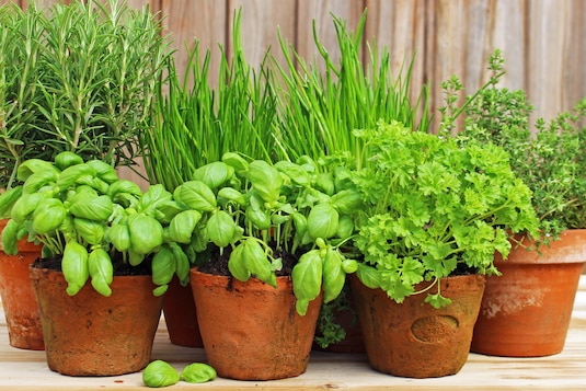 Jak przechowywać świeże zioła?