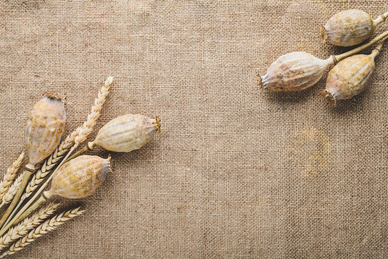 Biały mak – skąd się bierze? Co to za składnik i co można z niego zrobić?