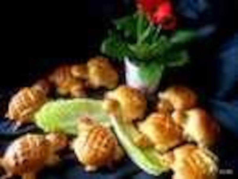 żółwiki